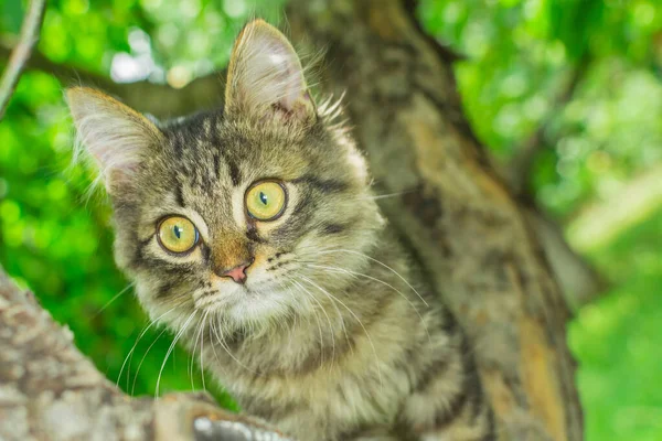 Котенок на дереве — стоковое фото