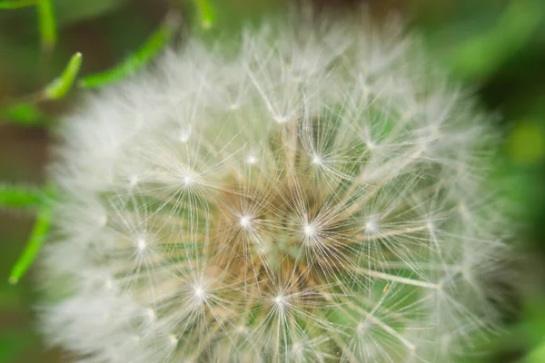 Dandelion macro foto — Fotografia de Stock