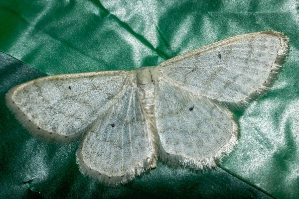 Šedý motýl na zeleném pozadí — Stock fotografie