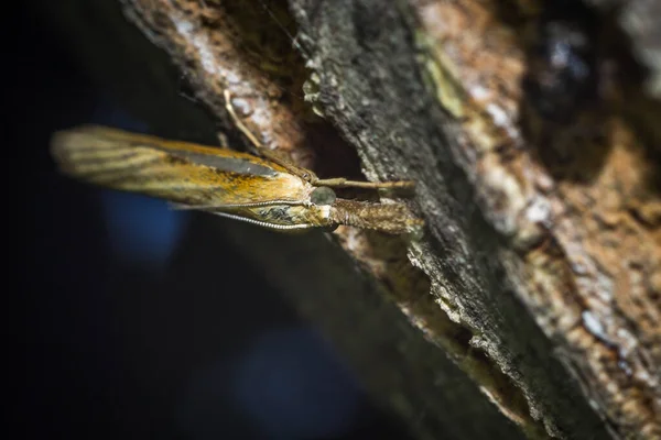 Close-up de uma borboleta colorida — Fotografia de Stock