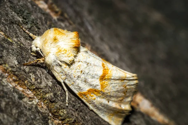 Close-up de uma borboleta colorida — Fotografia de Stock