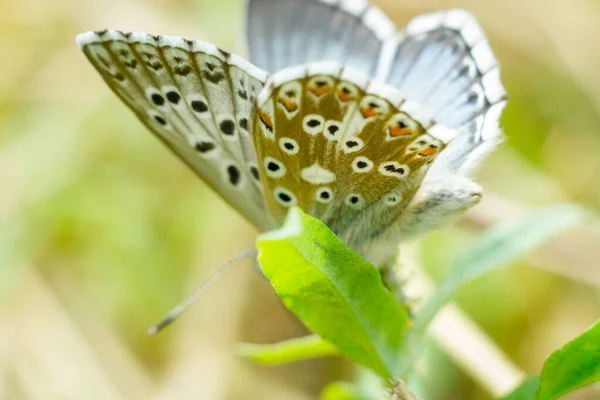 カラフルな蝶が — ストック写真