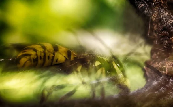 La tête de la guêpe insecte — Photo