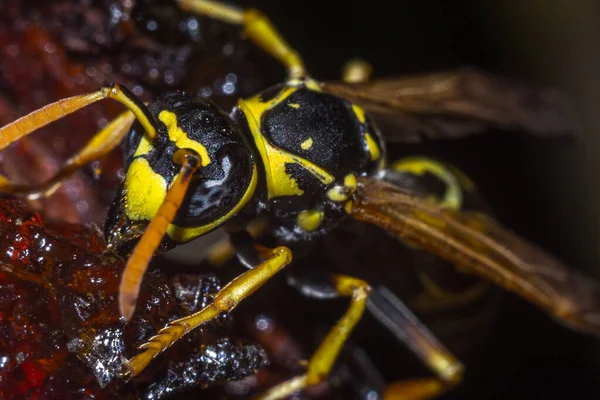 The head of the insect wasp — ストック写真
