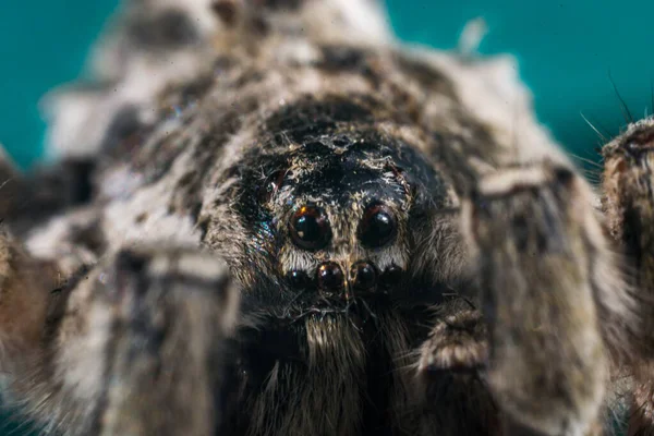 Tarentule gros plan araignée — Photo