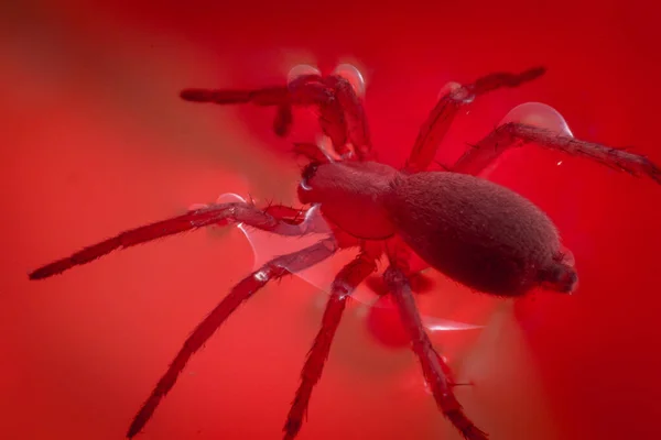 Pavouk na červeném pozadí — Stock fotografie