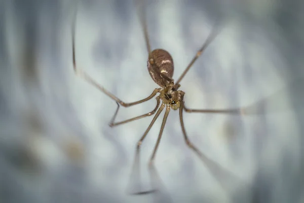 Une araignée rampant sur le blanc — Photo