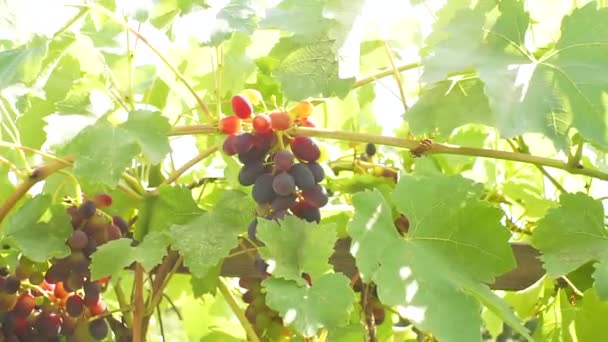 Czarne winogrona na gałęziach winnicy zbliżenie. Dojrzałe organiczne owoce jasny słoneczny dzień słońce — Wideo stockowe