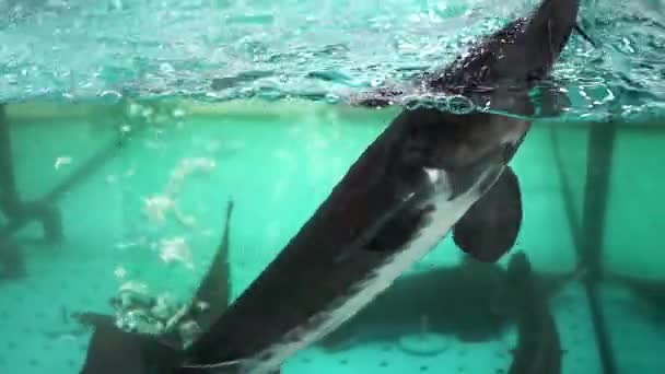 Esturión de peces en el acuario de agua peces vivos. de cerca — Vídeos de Stock