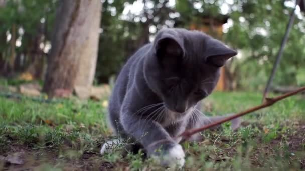 Серый котенок играет на траве, избирательный фокус — стоковое видео