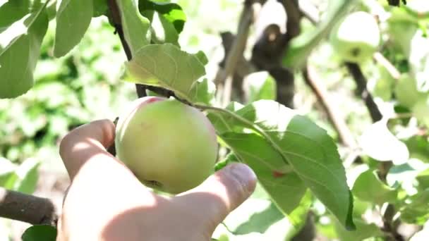 A mão do fazendeiro arranca uma maçã verde da árvore fecha o foco seletivo de dia ensolarado brilhante. Colheita de frutas orgânicas no jardim — Vídeo de Stock