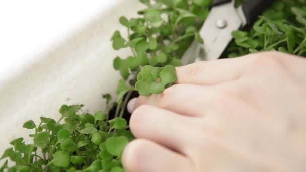 Fresh micro greens. Cutting crops, growing organic plants at home — Stock Video