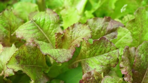 Lettuce leaves background selective focus. growing organic plants — Stock Video