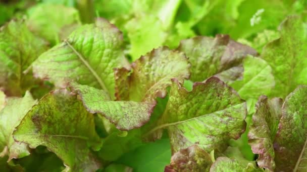 Feuilles de laitue foyer sélectif de fond. cultiver des plantes biologiques — Video