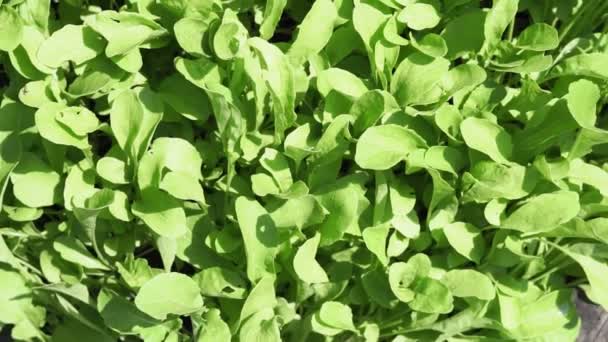 Spinach leaves background growing organic plants in the garden outdoor. — Stock Video