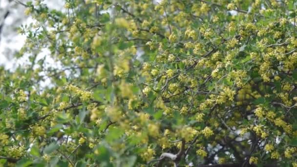 Fondo amarillo colorido de una abstracción del árbol floreciente . — Vídeos de Stock