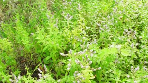 Menta fiorita, sfondo melissa, messa a fuoco selettiva — Video Stock