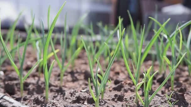Pěstování česneku na poli. organická zelenina selektivní zaměření — Stock video