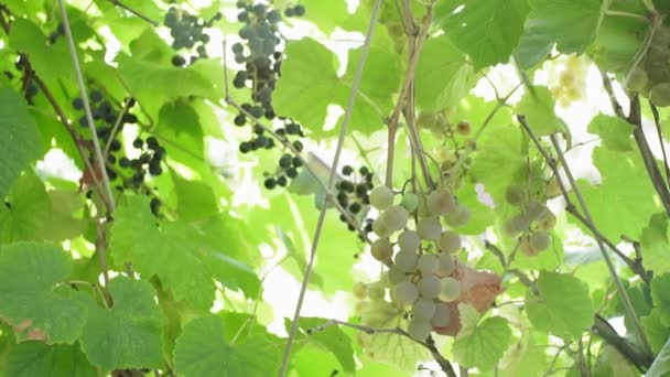 Uvas brancas em uma vinha em um dia ensolarado. uvas em crescimento — Vídeo de Stock