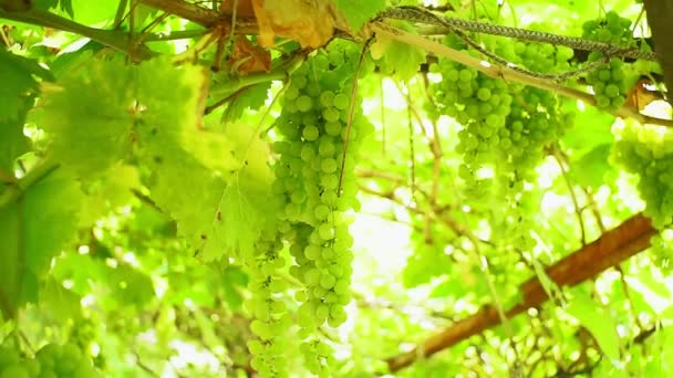 Uvas de cerca, vides rodeadas de hojas de uva verde . — Vídeo de stock