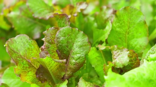 Salladsblad närbild utomhus. odling av ekologiska växter — Stockvideo