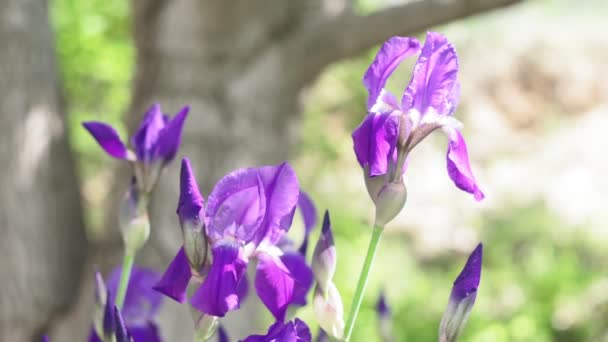 Flores de íris roxas em um fundo de verão embaçado. foco seletivo — Vídeo de Stock