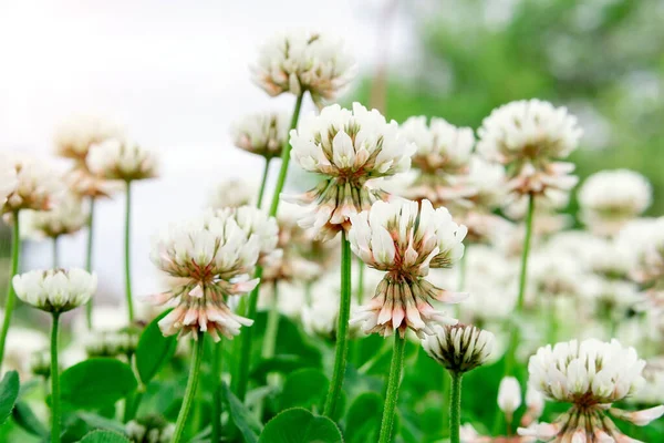 Vitklöver Trifolium Repens Grönt Gräs Den Soliga Parken Sommaren — Stockfoto