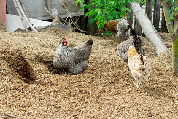 Černobílé Kuře Ekologické Farmě Pasoucí Louce Ekologické Zemědělství Zvířata — Stock fotografie