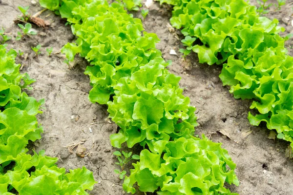 Grüne Salatblätter Auf Gartenbeeten Gemüsefeld Gartenarbeit Mit Grünen Salatpflanzen Freiland — Stockfoto