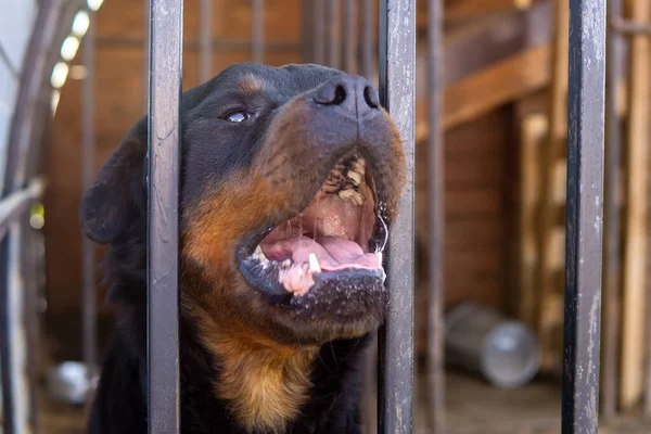 black Rottweiler dog in the kennel head close up