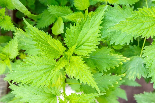 Ortica Dioica Urtica Dioica Con Foglie Verdi Cresce Boscaglie Naturali — Foto Stock