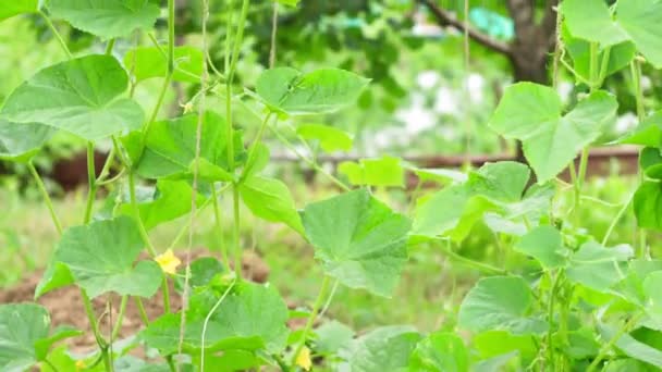 キュウリの葉庭で有機野菜を育てる。農業生産場 — ストック動画