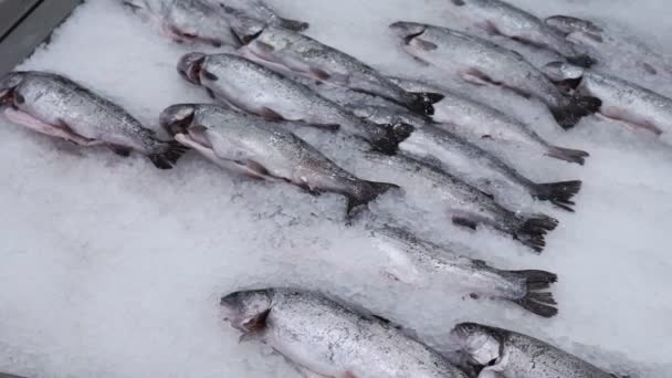 얼음 위에 있는 신선 한 생선 송어, 식료품 슈퍼마켓에서 냉동 된 생선을 판매하는 모습 — 비디오