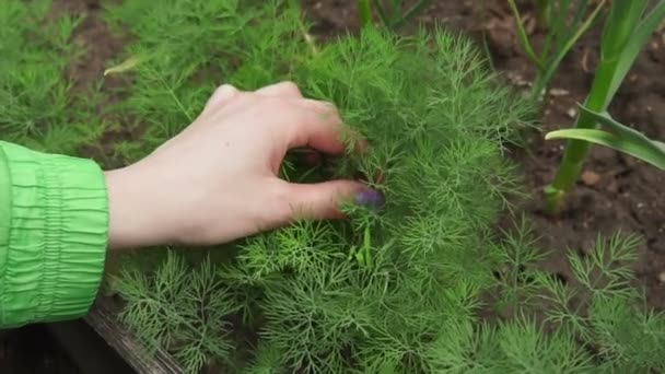 Endro close-up vegetais verdes para o cultivo saudável especiarias fazenda orgânica — Vídeo de Stock