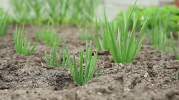 Cultivar cebolas durante o amadurecimento na forma de penas verdes no jardim. exploração biológica — Vídeo de Stock