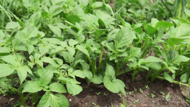 Groene aardappel blad van groenten. Biologische landbouw in tuin, veld of boerderij. Groei van gewassen. Natuurlijke outdoor achtergrond. — Stockvideo