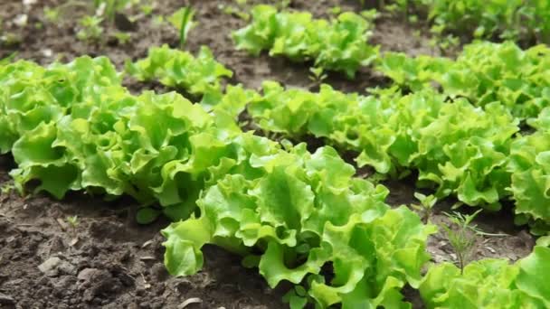 Салат оставляют в органической ферме, выборочно фокусируясь, выращивая молодой ярко-зеленый салат. — стоковое видео