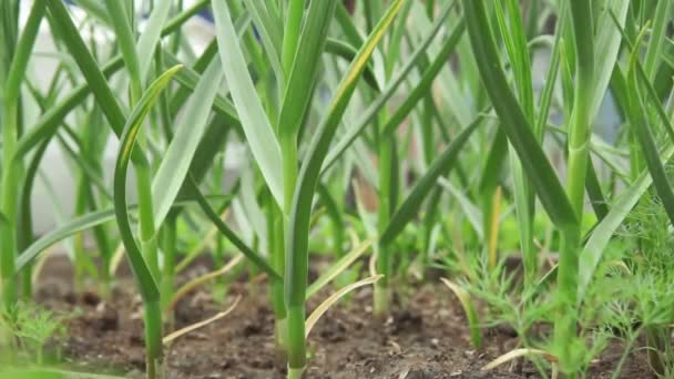 Organicky pěstované česnekové plantáže v zahradě. selektivní zaměření — Stock video