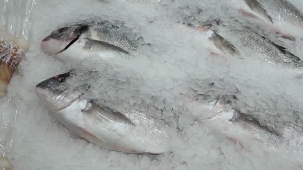 Balık hipermarketinin tezgahında buzda Dorado balığı, taze donmuş ürünlerin satışı. — Stok video