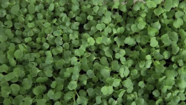 Eerste sla bladeren groeiende planten achtergrond. de eerste roerselen van de lente — Stockvideo