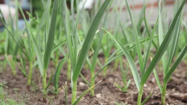 Plantas de ajo en el campo, fondo agrícola. Cosecha de primavera. Filas en el suelo. enfoque selectivo — Vídeo de stock