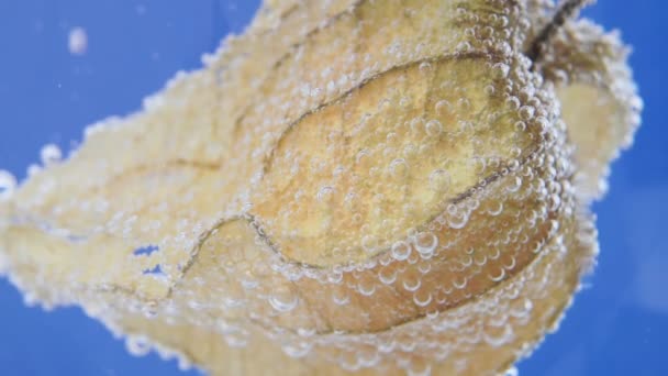 Physalis Früchte Physalis peruviana aus nächster Nähe im Wasser, unter Wasser. — Stockvideo