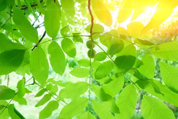 Gröna Valnötter Mognar Den Gren Träd Med Gröna Blad Närbild — Stockfoto