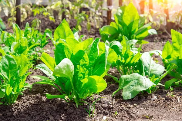 Ekologické Zahradničení Špenát Zeleninové Zahradě Pěstování Organických Rostlin — Stock fotografie