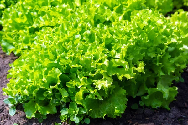 Green Lettuce leaves on garden beds in the vegetable field. Gardening green Salad plants in the open ground.