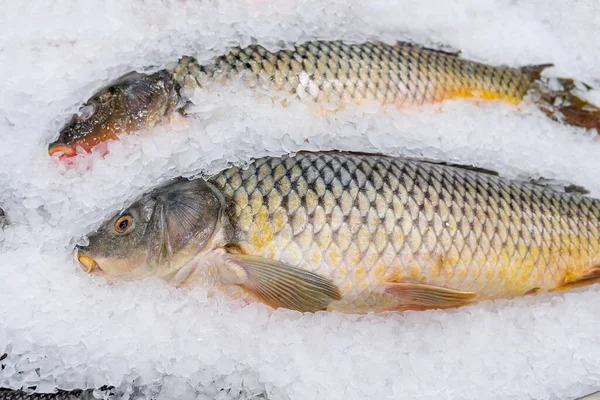 fresh carp fish on ice. whole raw fresh fish lying on ice