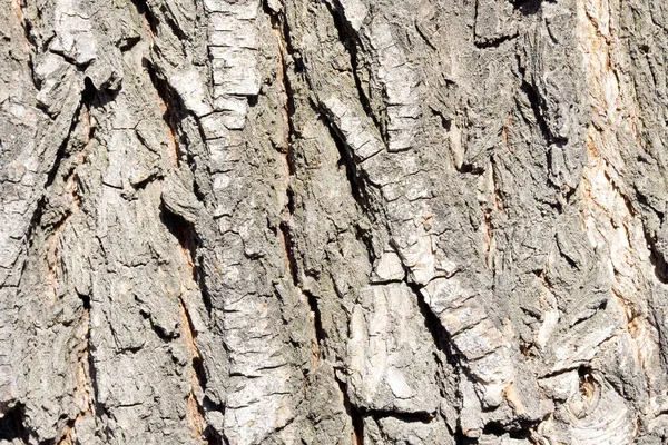 Casca Bordo Textura Foto Marrom Para Fundo Usando Árvore Velha — Fotografia de Stock
