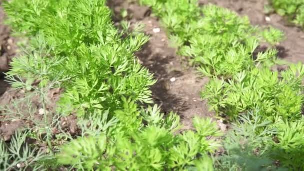 어린 당근은 화창 한 날 들판에서 자란다. 식물성 줄. 채소 재배. 농장. 신선 한 녹색 식물을 재배 한다. 클로즈업. 선택적 초점 — 비디오
