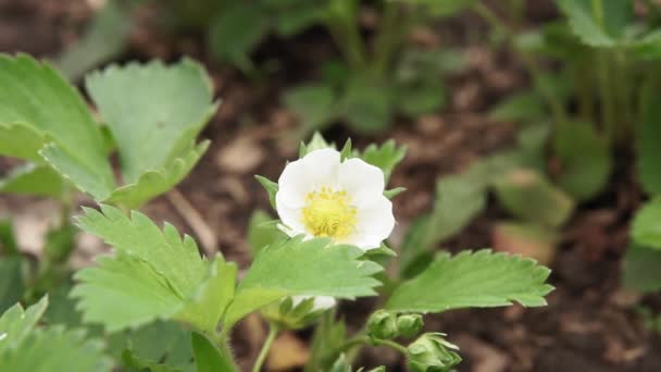 Strawberry blossom close-up. growing organic healthy berries — Stock Video