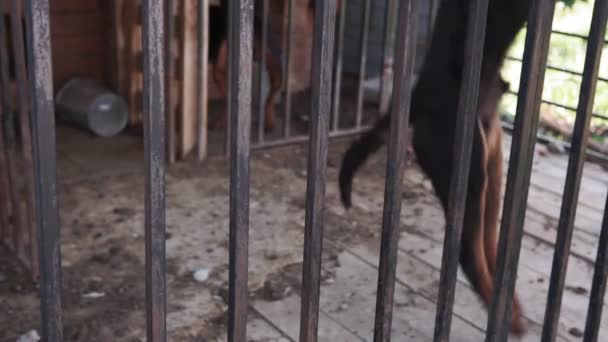 Rottweiler kutya rács mögött közelről fej — Stock videók